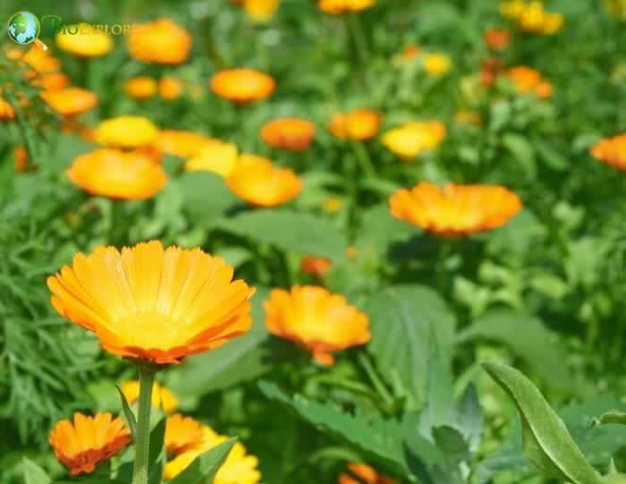 Calendula Officinalis