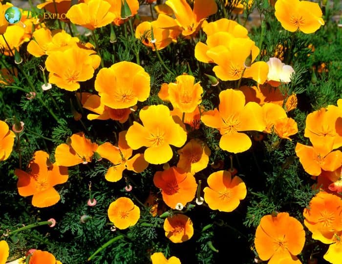 California Poppy California Poppy
