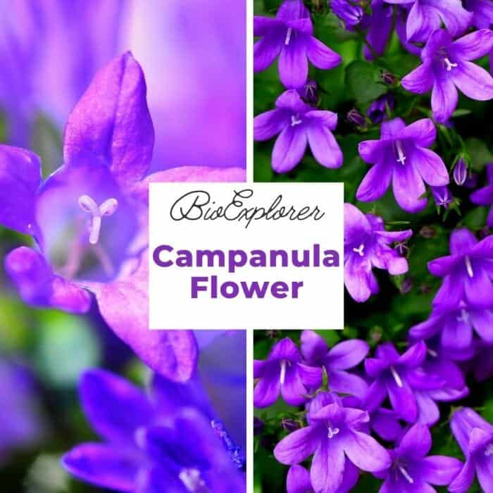 Campanula Flower