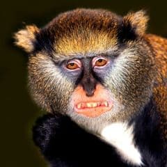 Campbell's Mona Monkey Campbell's Mona Monkey