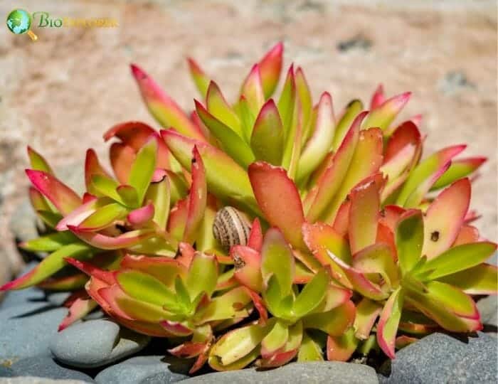 Campfire Plant Campfire Plant