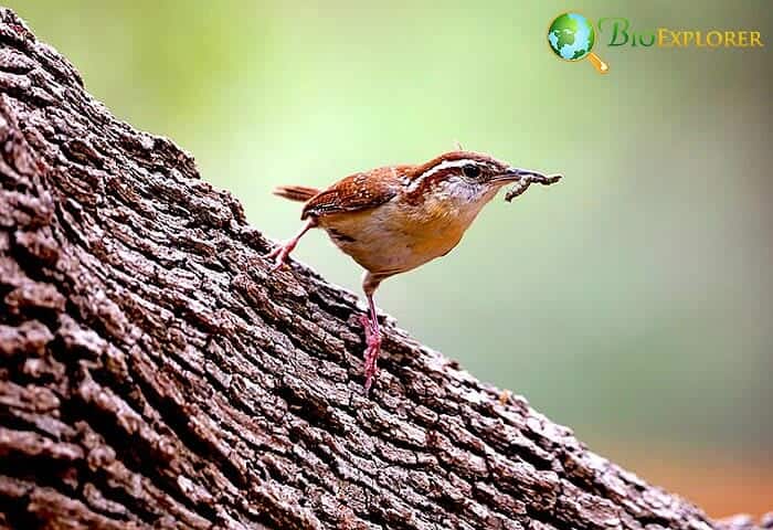 Can Wrens Look for Prey in Unusual Places? Can Wrens Look for Prey in Unusual Places?