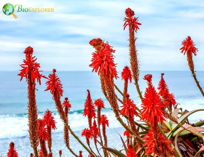 Candelabra Aloe Candelabra Aloe