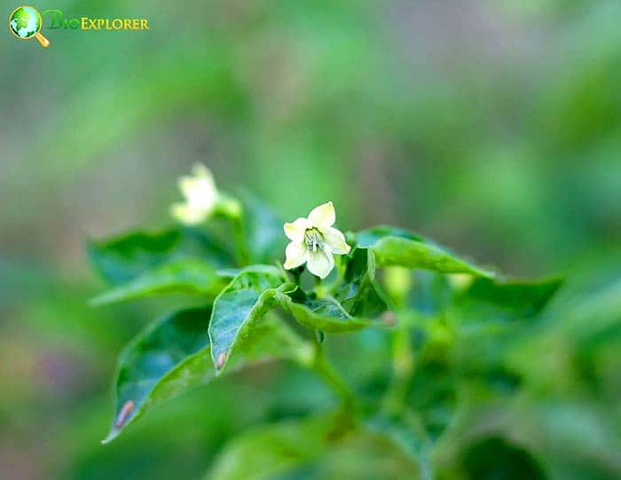 Canellales Flowers and Reproduction Canellales Flowers and Reproduction