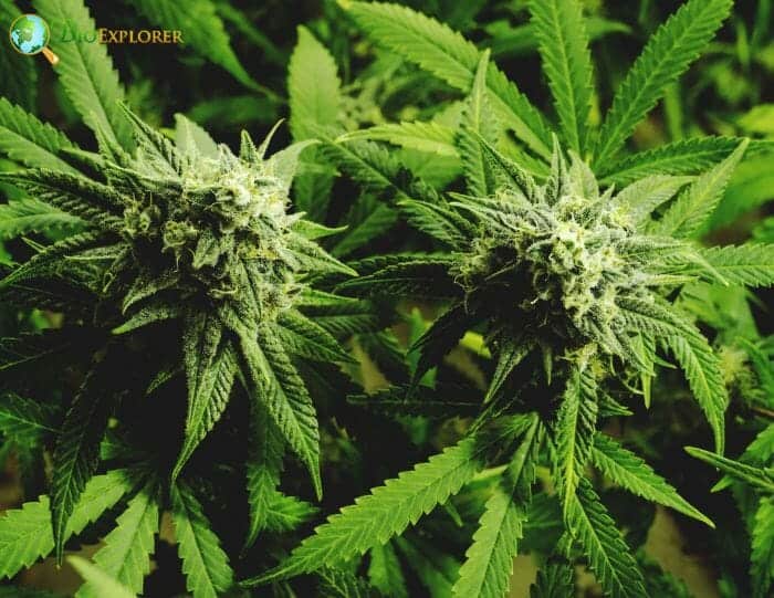 Cannabaceae Characteristics Cannabaceae Characteristics