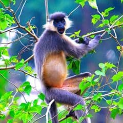 Capped Langur Capped Langur