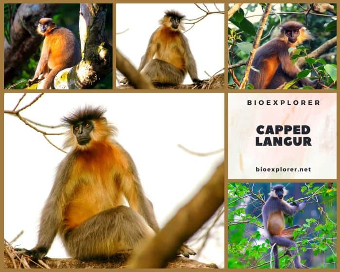 Capped Langur