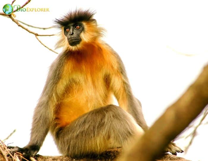 Capped Langur Capped Langur