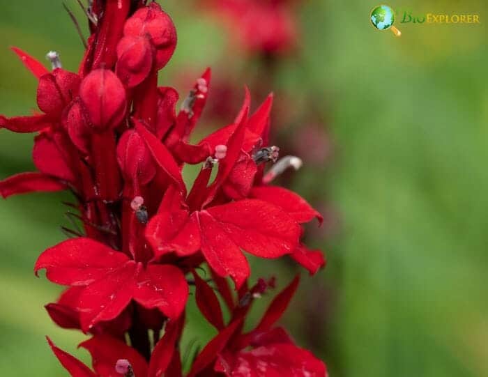 Cardinal Flowers