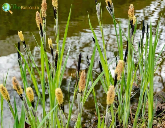 Carex Flowers