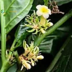 Carlemannia flower (Carlemanniaceae) Carlemannia flower (Carlemanniaceae)