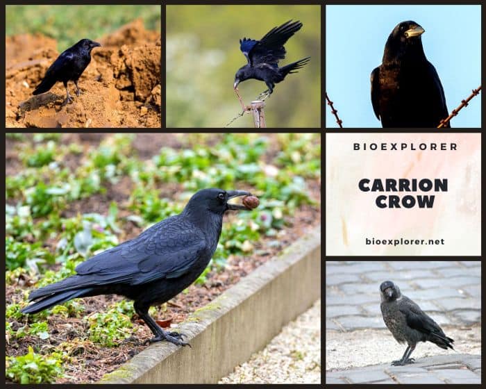 Rook Bird Facts  Corvus Frugilegus