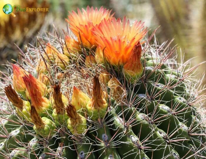Caryophyllales Characteristics Caryophyllales Characteristics