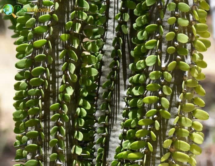 Caryophyllales Example Species Caryophyllales Example Species