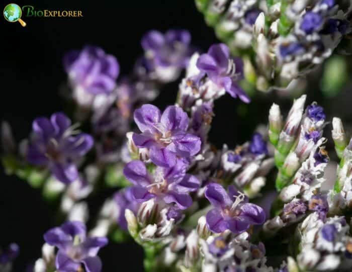 Caspia Flowers