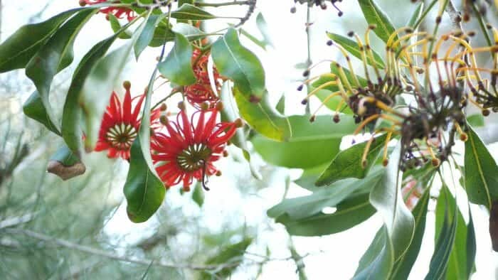 Casuarinaceae Family Casuarinaceae Family