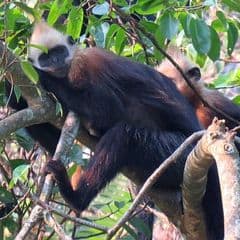 Cat Ba Langur Cat Ba Langur