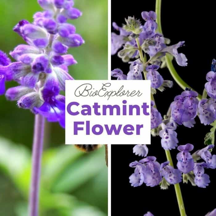 Catmint