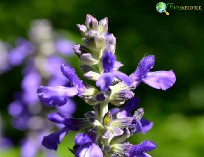 Catmint Flowers