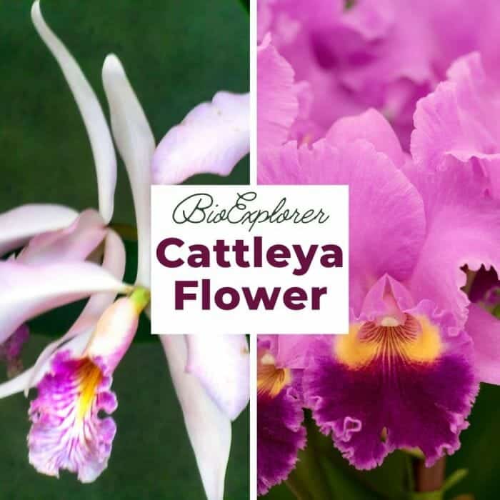 Cattleya