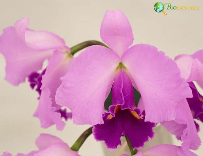 Cattleya Flowering Plant