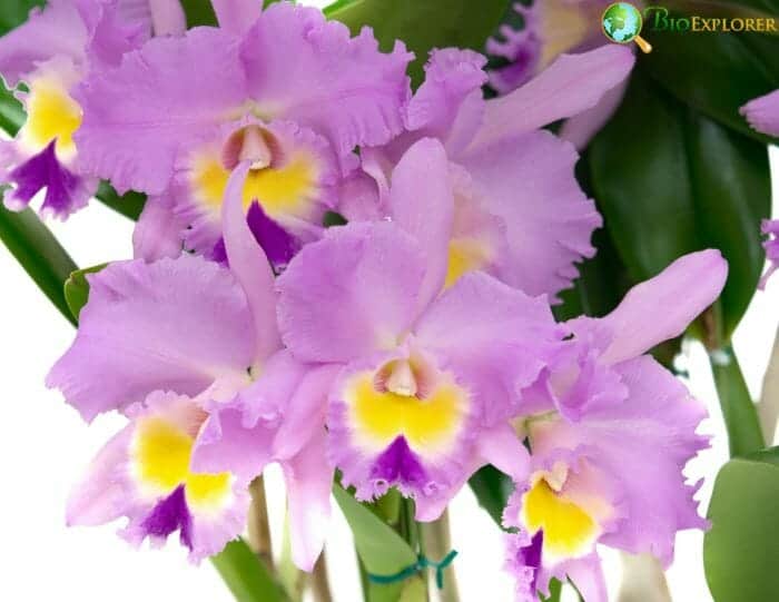 Cattleya Flowers