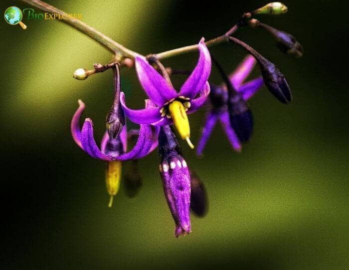 Celastrales Example Species Celastrales Example Species
