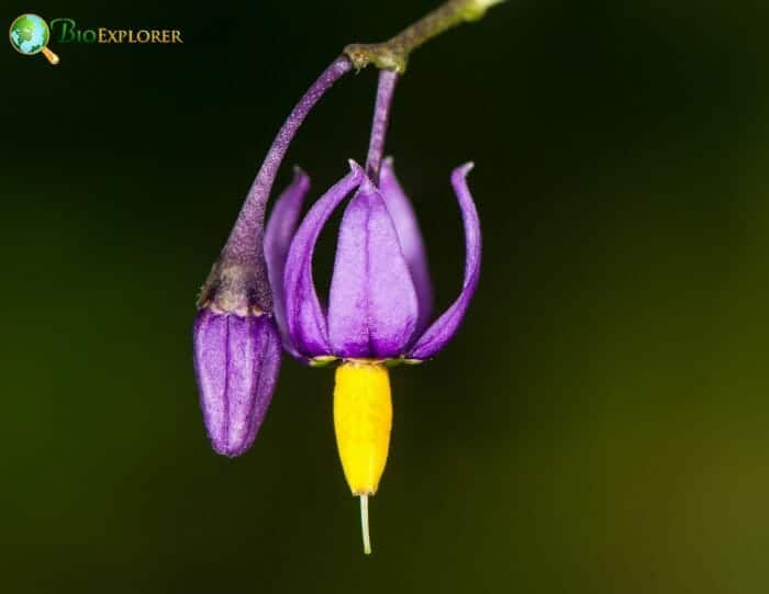 Celastrales Flowers and Reproduction