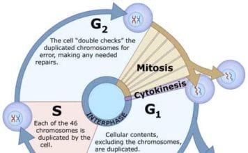 Cell Cycle