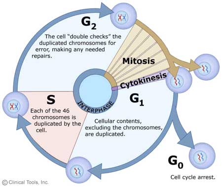 Cell Cycle Cell Cycle