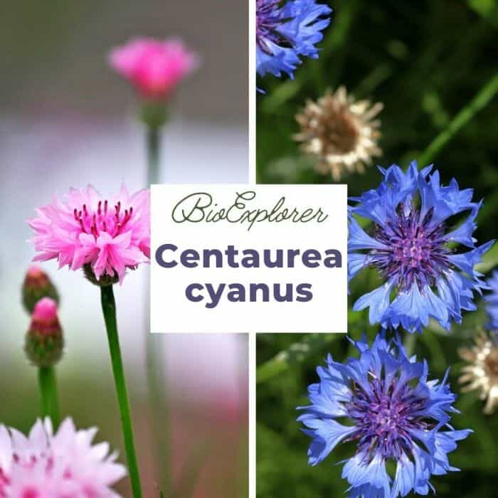 Centaurea Cyanus