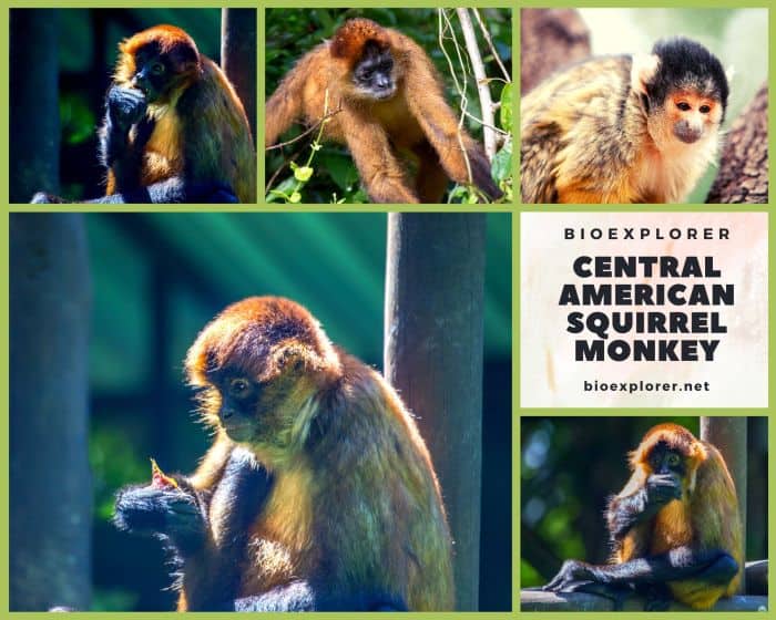Central American Squirrel Monkey Central American Squirrel Monkey