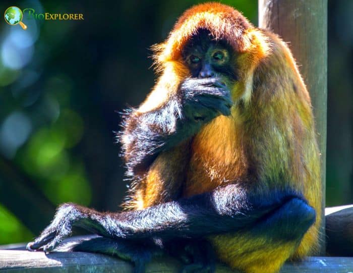 Central American Squirrel Monkey Central American Squirrel Monkey