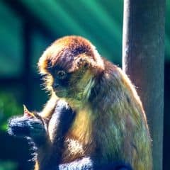 Central American Squirrel Monkey Central American Squirrel Monkey