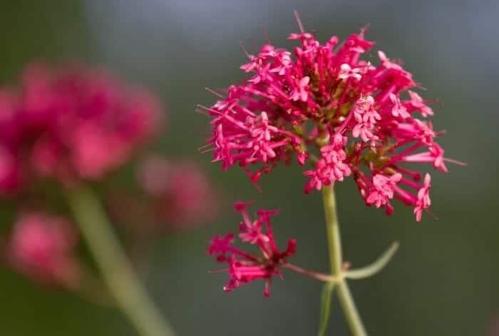 Centranthus Ruber