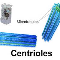 Centrioles Centrioles