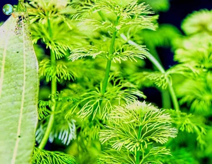 Ceratophyllales Characteristics Ceratophyllales Characteristics
