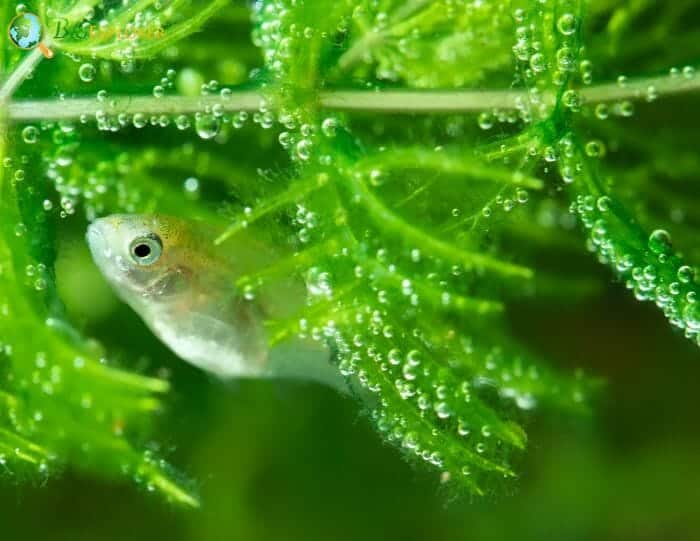 Ceratophyllales Example Species Ceratophyllales Example Species