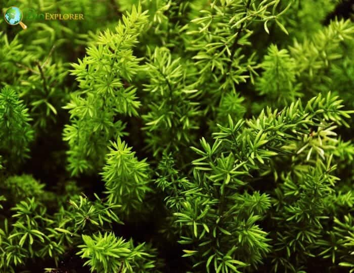 Ceratophyllales Families Ceratophyllales Families