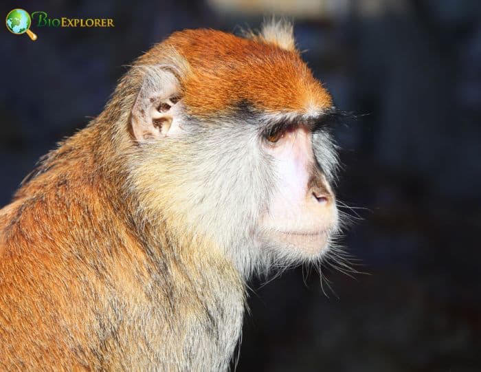 Cercocebus Agilis Cercocebus Agilis
