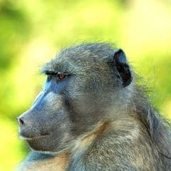 Chacma Baboon Chacma Baboon