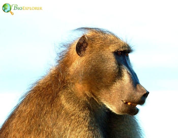 Chacma Baboon Chacma Baboon