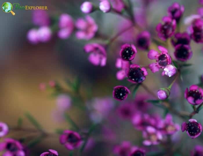 Chamelaucium Flowers