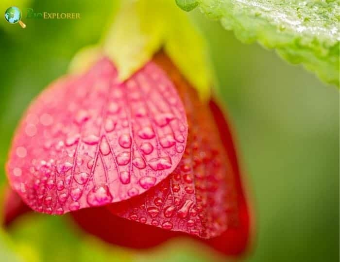 Chilean Lantern Tree Flower