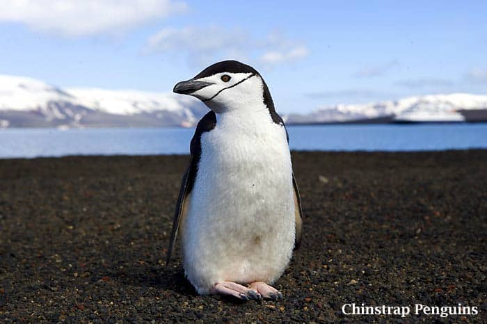 Chinstrap Penguin Chinstrap Penguin