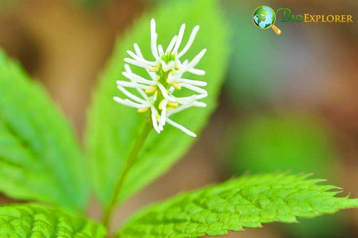 Chloranthales Characteristics Chloranthales Characteristics
