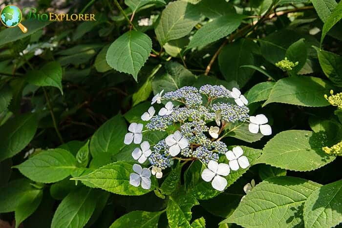 Chloranthales Example Species Chloranthales Example Species