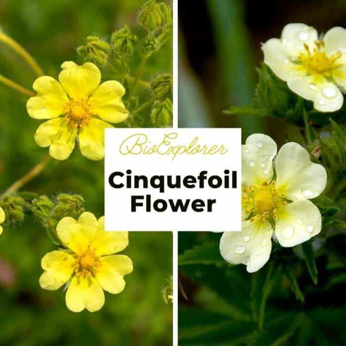 Cinquefoil