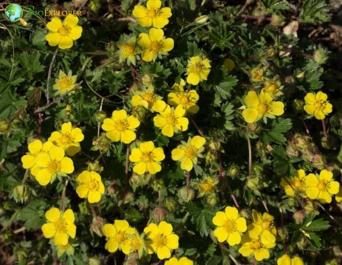 Cinquefoil flowering plants