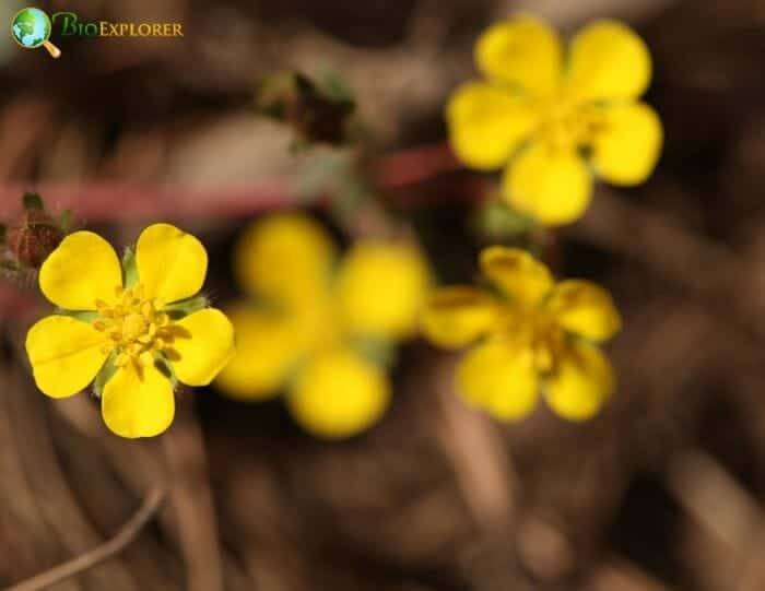 Cinquefoil Flowers